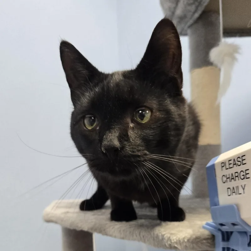 Jelly Bean thumbnail 3