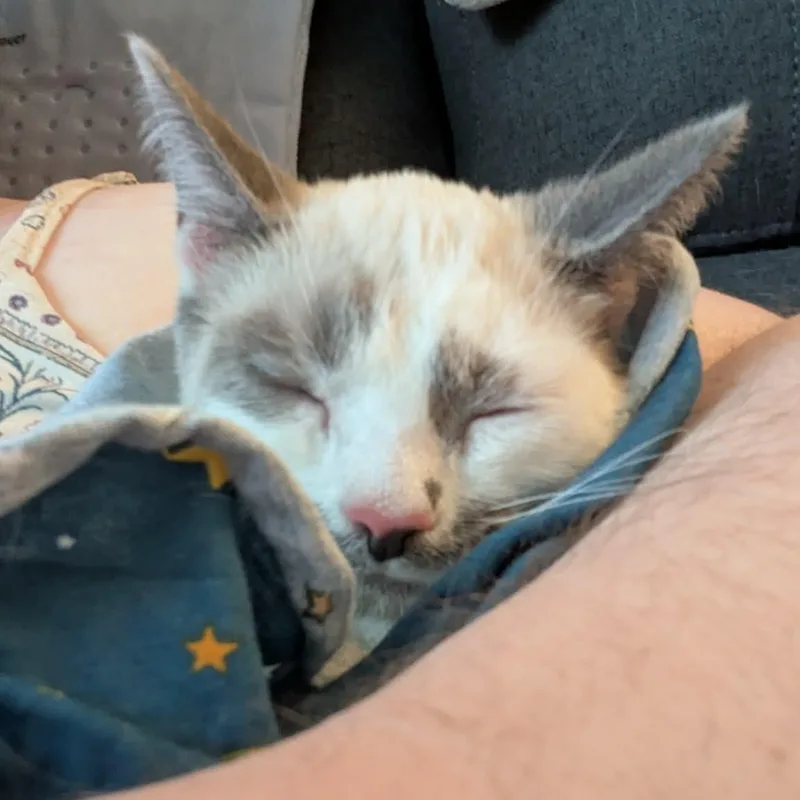 A baby medium-sized female Chocolate Point Siamese cat named Daquiri for adoption in Fairborn, OH