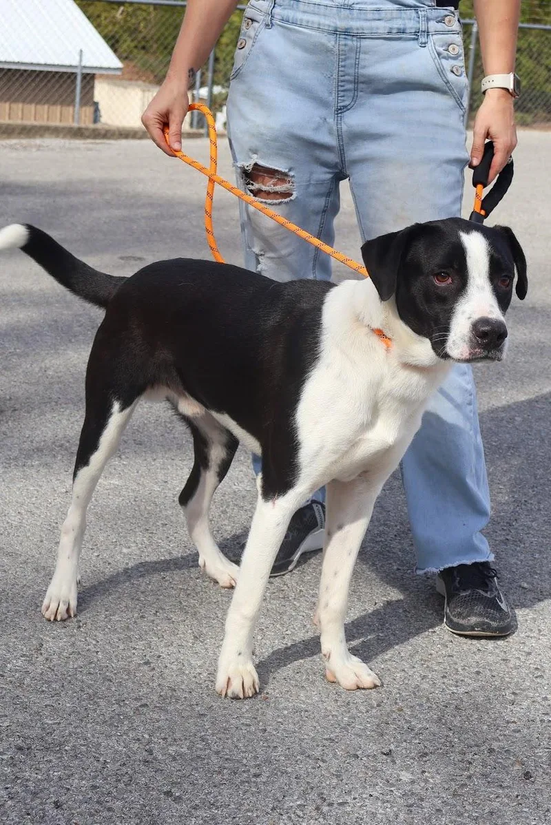 A young large-sized male Labrador Retriever dog named Randy for adoption in Hollister, MO