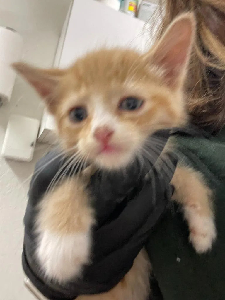 A baby medium-sized male Domestic Medium Hair cat named Peeta for adoption in Chico, CA