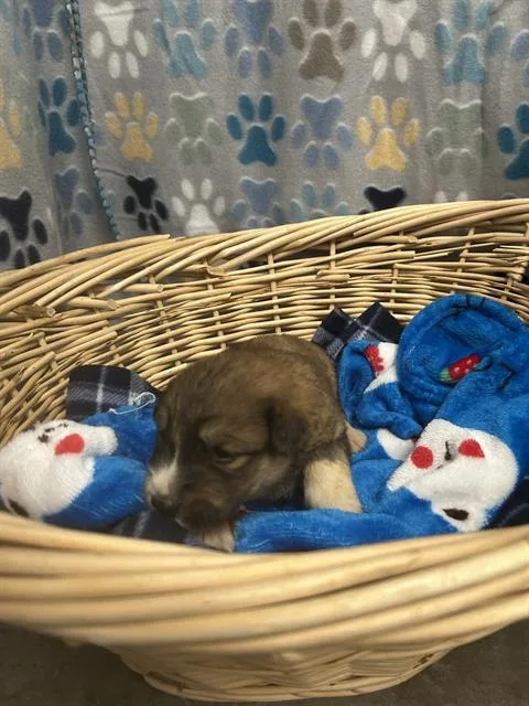 A baby small-sized female Great Pyrenees dog named Spiritbox for adoption in Rosenberg, TX