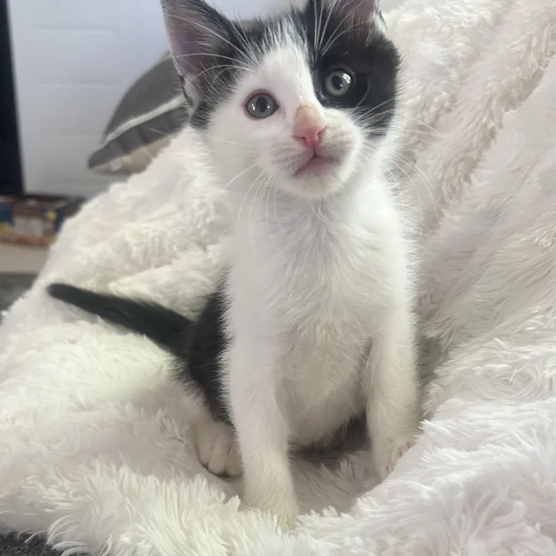 A baby small-sized male Black & White / Tuxedo Domestic Short Hair cat named Henry Van Byssum for adoption in Morrison, CO