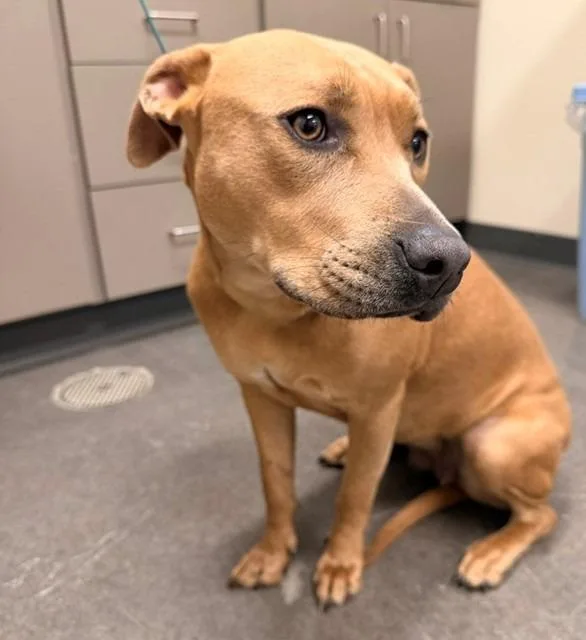 A young medium-sized female American Staffordshire Terrier dog named Zuri for adoption in Ladysmith, WI