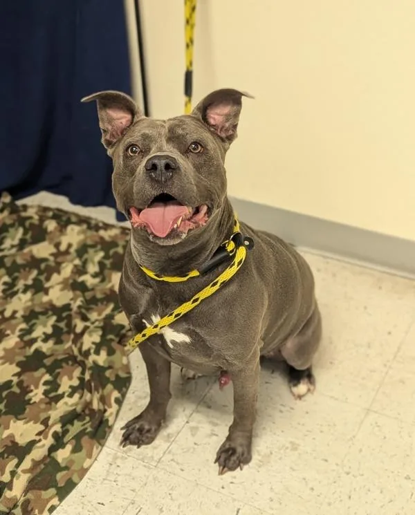 An adult large-sized male Pit Bull Terrier dog named Caeto for adoption in Salt Lake City, UT