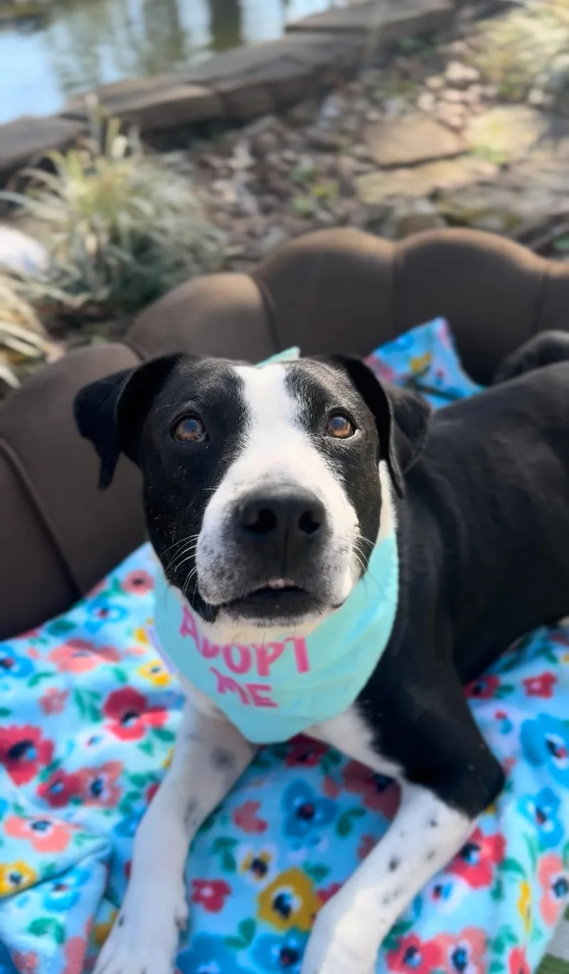 An adult medium-sized male White / Cream Mountain Cur dog named Moonbeam for adoption in Houston, TX
