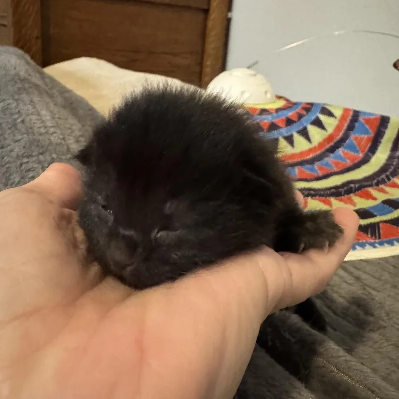 A baby small-sized female Black American Shorthair cat named Layla for adoption in Freeport, FL