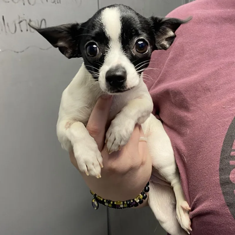 A young small-sized female White / Cream Chihuahua dog named Squeak for adoption in Hattiesburg, MS
