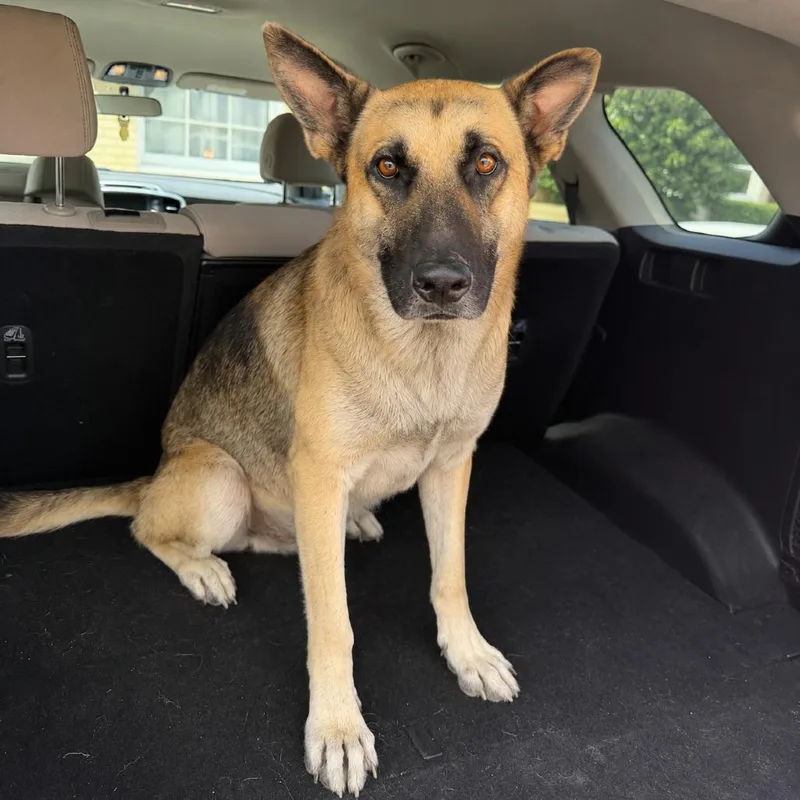 An adult large-sized male Yellow / Tan / Blond / Fawn German Shepherd Dog dog named King for adoption in New Orleans, LA