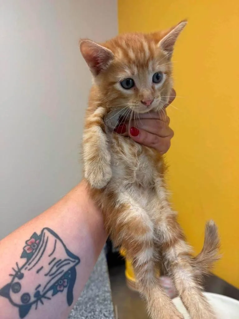 A baby medium-sized male Domestic Short Hair cat named Marmalade for adoption in Lewisville, TX