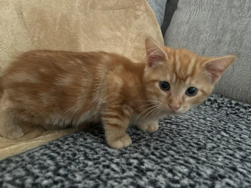 Marmalade thumbnail 2