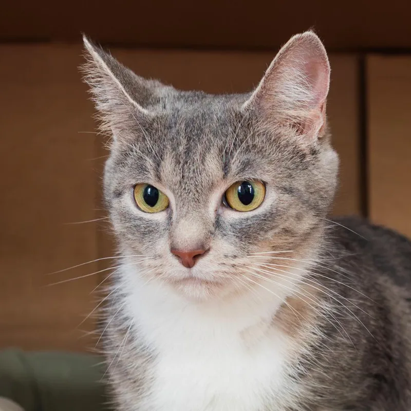 An adult small-sized female Domestic Short Hair cat named Nala for adoption in Port Washington, NY