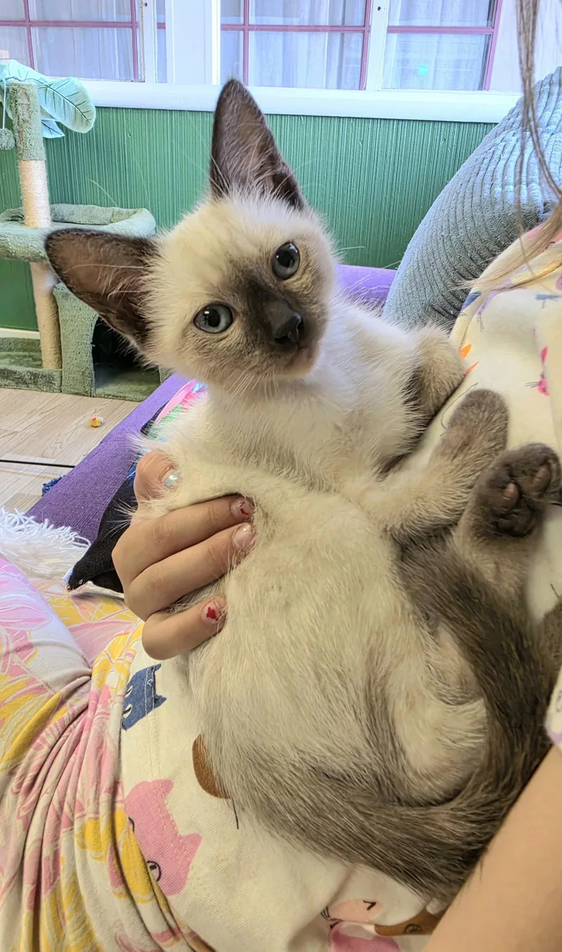 A baby medium-sized male Buff / Tan / Fawn Siamese cat named Sonny for adoption in Campbell, CA