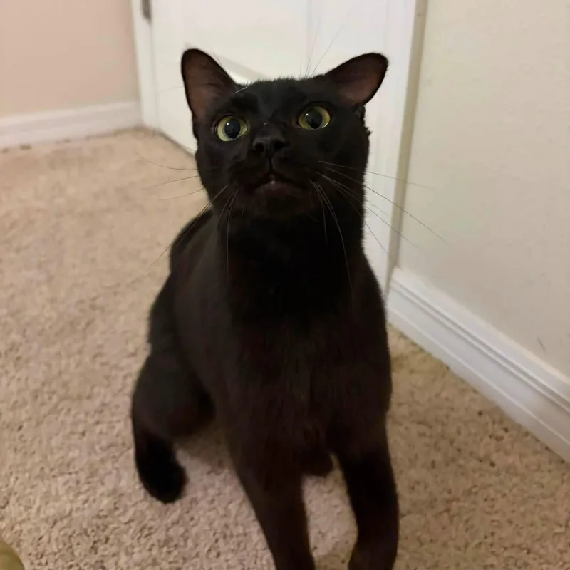An adult medium-sized female Black Domestic Short Hair cat named Ronda for adoption in Tampa, FL