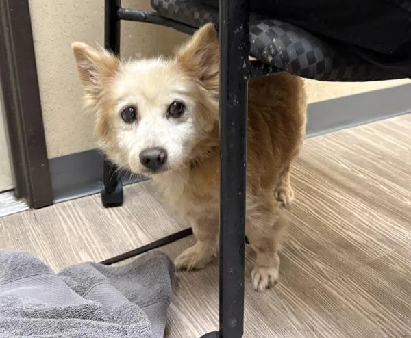 A senior small-sized male Terrier dog named Curry for adoption in Oceanside, CA