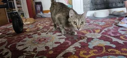 An adult medium-sized female Domestic Short Hair cat named Bunnie for adoption in Berwick, PA