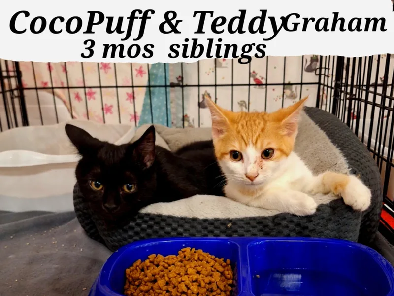 A young medium-sized male American Shorthair cat named Teddygraham and Cocopuff for adoption in Staunton, VA
