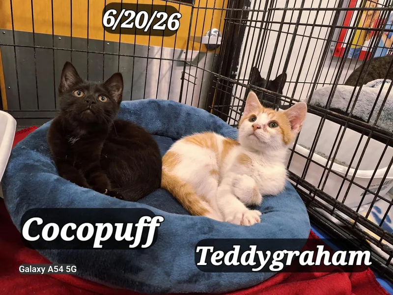 Teddygraham and Cocopuff thumbnail 2