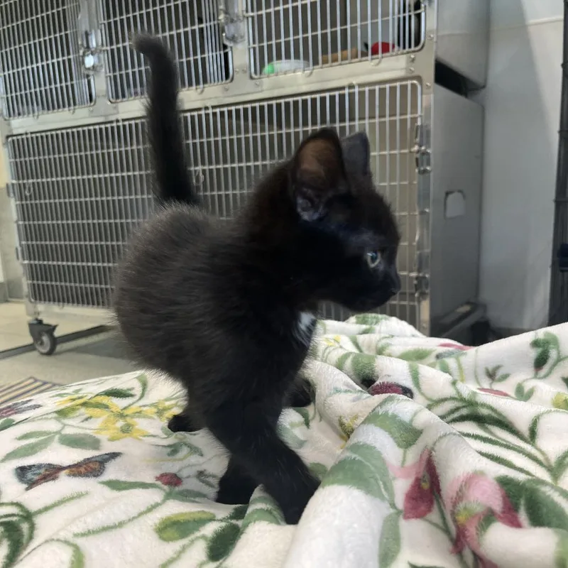 A baby small-sized male Black Domestic Short Hair cat named Tweety for adoption in East Hampton, NY
