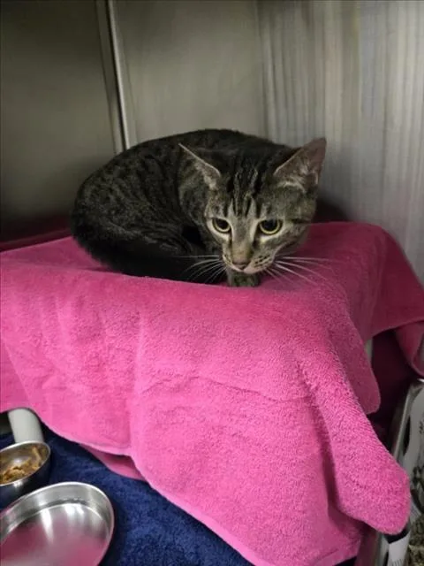 An adult medium-sized female Domestic Short Hair cat named Apple Bottom Jeans for adoption in Derwood, MD