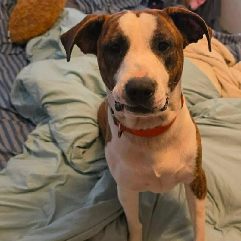 A young large-sized male Brindle Catahoula Leopard Dog dog named Link for adoption in Wadena, MN