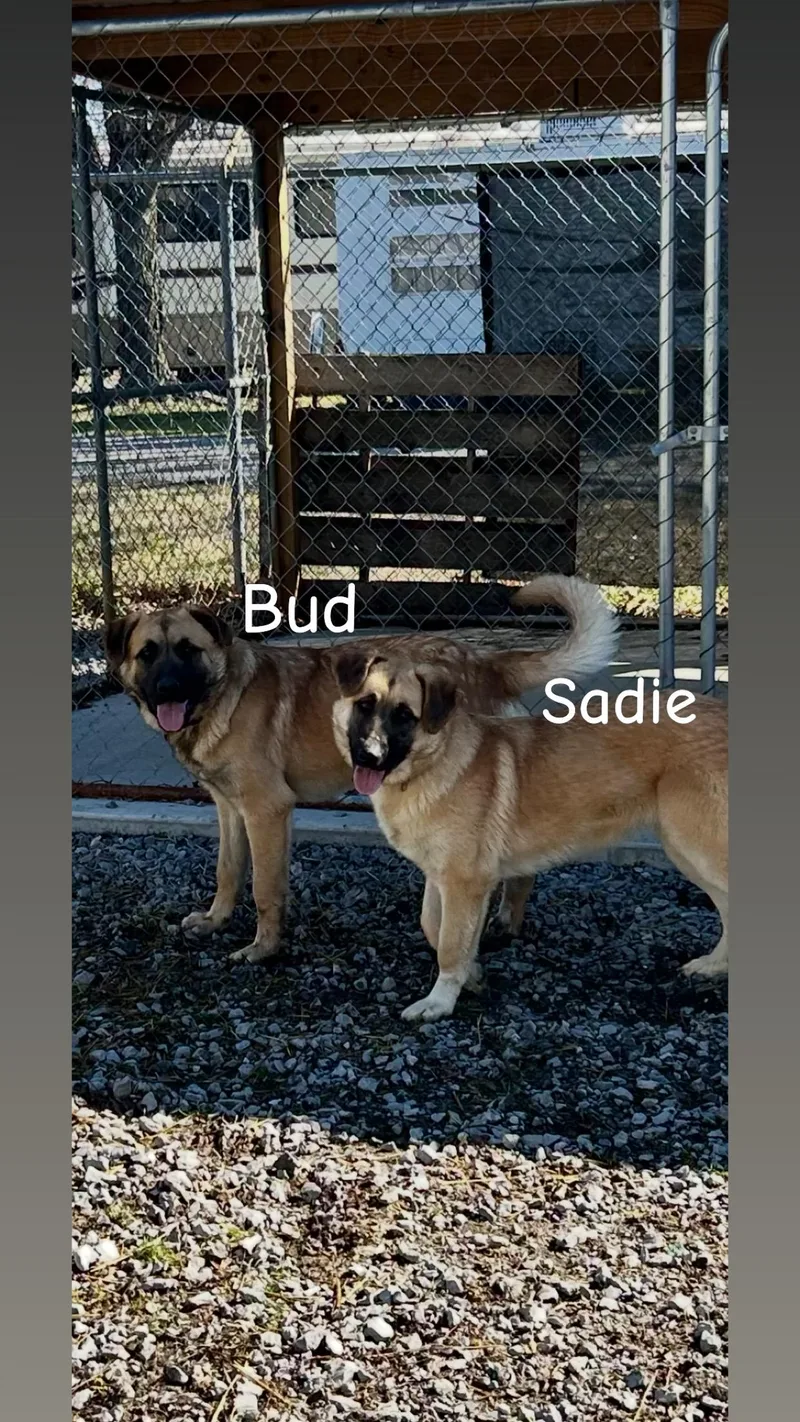 Bud thumbnail 2