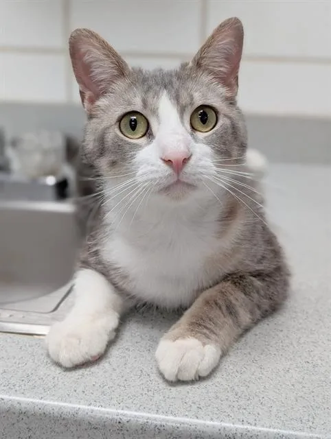 A young medium-sized male Domestic Short Hair cat named Rodger for adoption in Canfield, OH