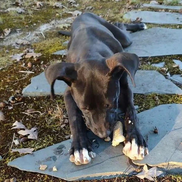 A baby medium-sized female Pit Bull Terrier dog named Stray Hassell Horton for adoption in Roxboro, NC