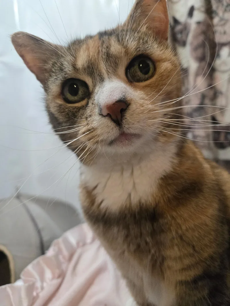 A senior large-sized female Tabby (Buff / Tan / Fawn) Domestic Short Hair cat named Chickee for adoption in Mechanicsburg, PA