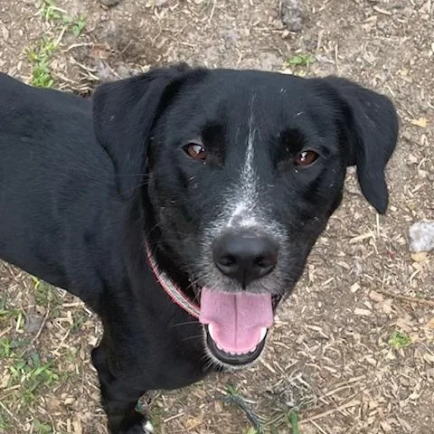 A young medium-sized female Black Labrador Retriever dog named Blossom for adoption in Brookeville, MD