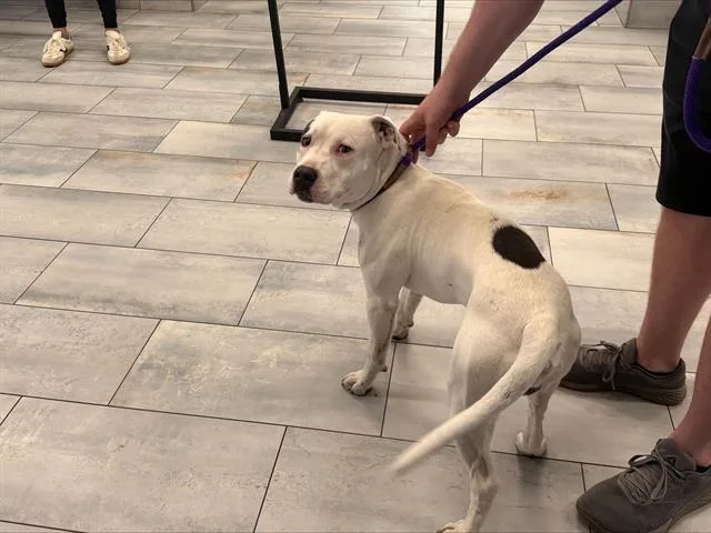 A young large-sized male Pit Bull Terrier dog named A for adoption in Charlotte, NC