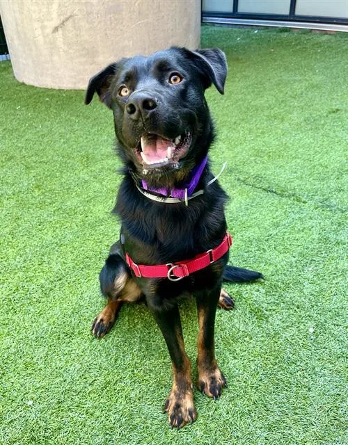 An adult large-sized male Rottweiler dog named Sebastian for adoption in San Francisco, CA
