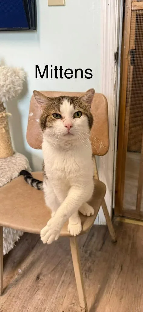 An adult large-sized male Domestic Short Hair cat named Mittens for adoption in Plattsburgh, NY