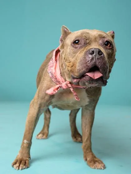 An adult medium-sized female Mixed Breed dog named Copy Bracelet for adoption in Atlanta, GA