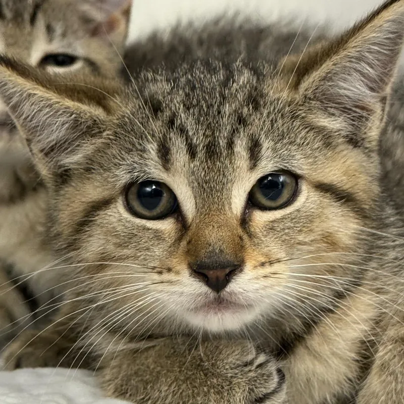 A baby small-sized male Brown / Chocolate Domestic Short Hair cat named "George" for adoption in Perkiomenville, PA