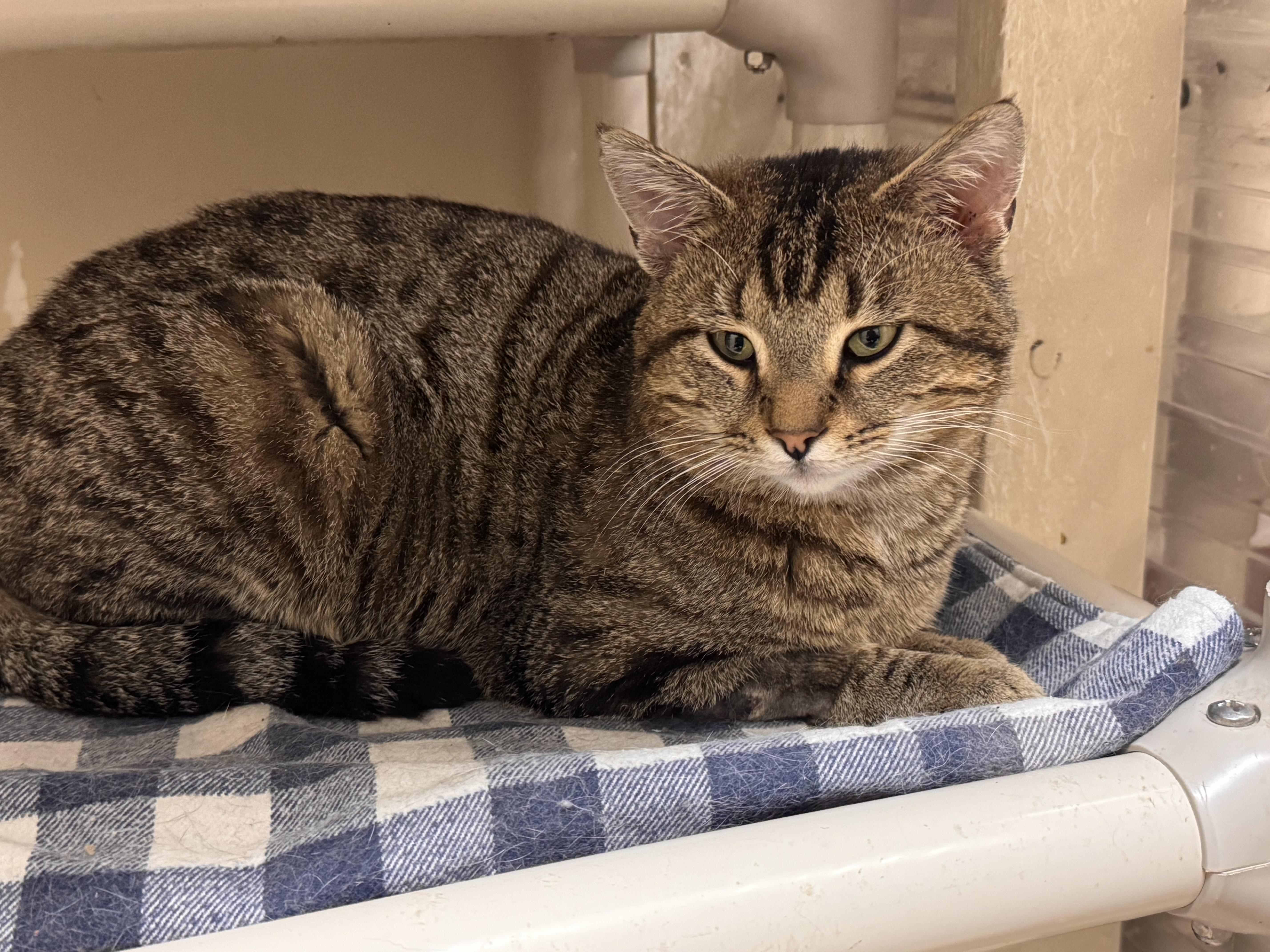 An adult medium-sized male Tabby (Tiger Striped) Tiger cat named Big Mac for adoption in Logan, OH