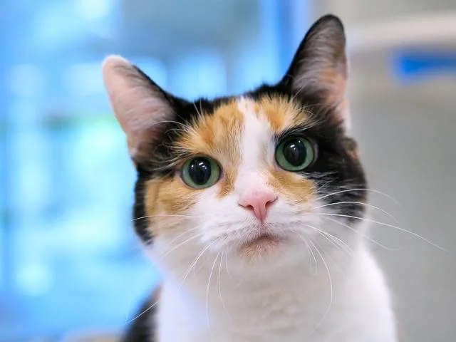 A senior medium-sized female Domestic Short Hair cat named Lucy for adoption in Brighton, CO