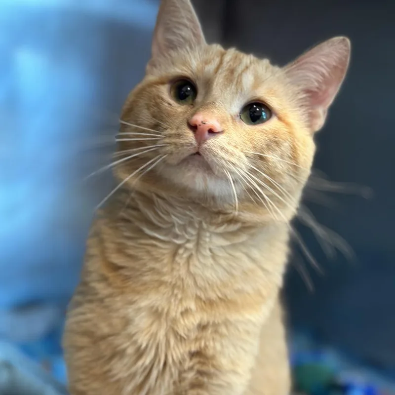 An adult medium-sized male Orange / Red Domestic Medium Hair cat named Fisher for adoption in Matteson, IL