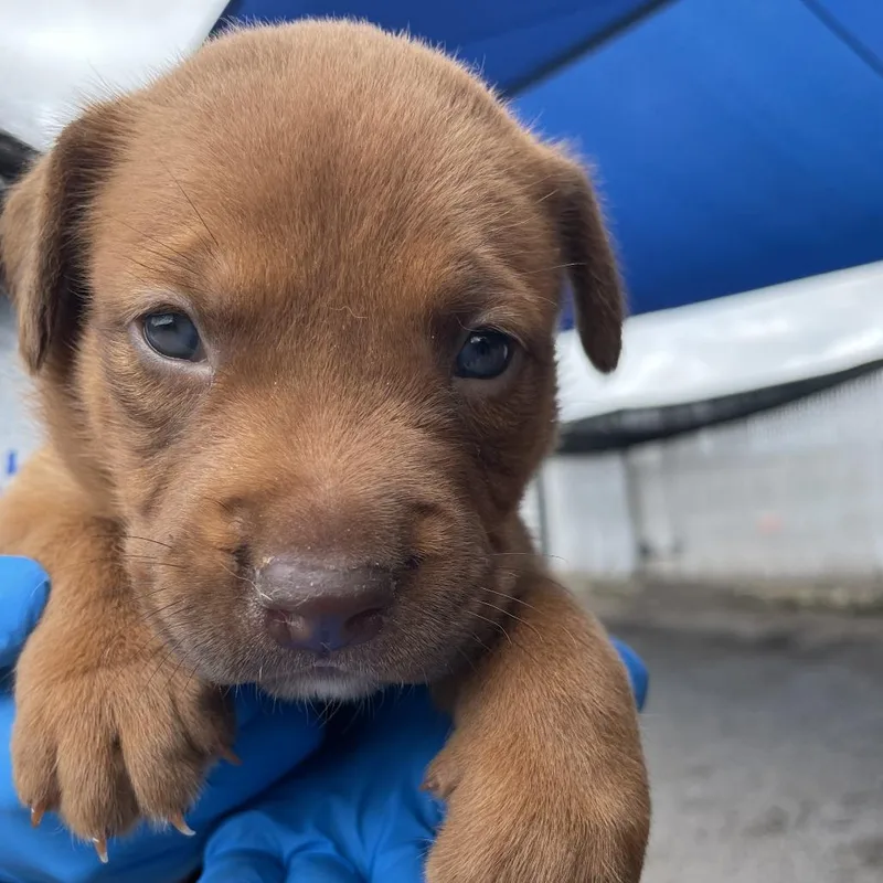 A baby small-sized female Red / Chestnut / Orange Pit Bull Terrier dog named Mellie for adoption in Edinburg, TX