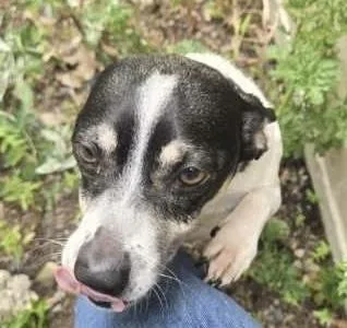 Merlin thumbnail 3