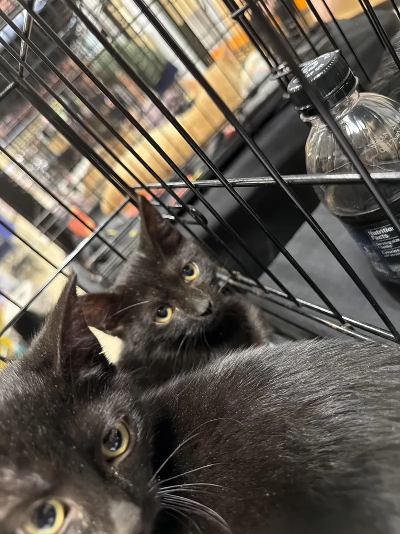 A baby medium-sized female Black Domestic Short Hair cat named Abigale for adoption in Simpsonville, SC