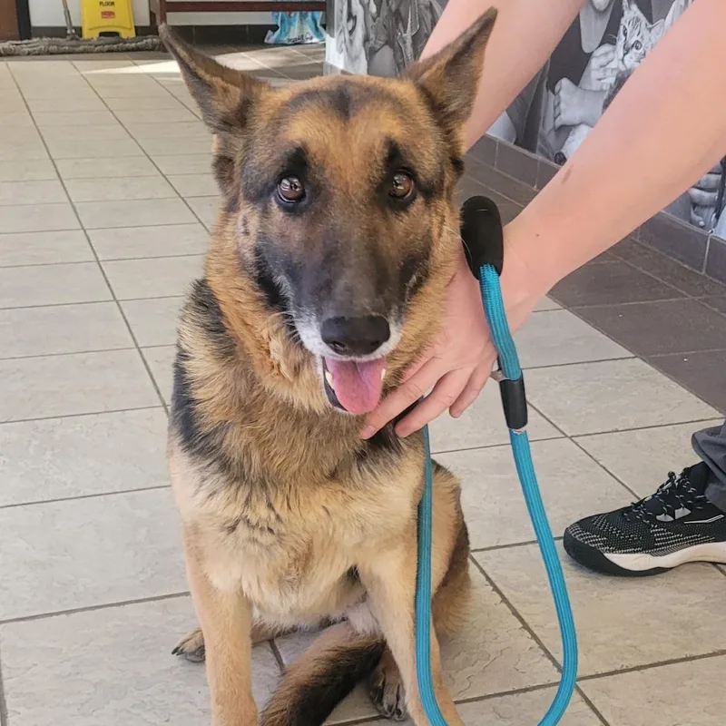 An adult medium-sized female Brown / Chocolate Mixed Breed dog named Baylene for adoption in Columbus, GA