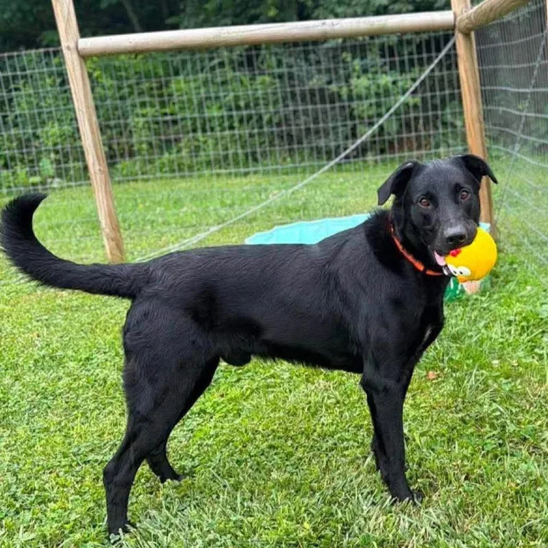 An adult large-sized male Black Labrador Retriever dog named Jango for adoption in Alexandria, VA