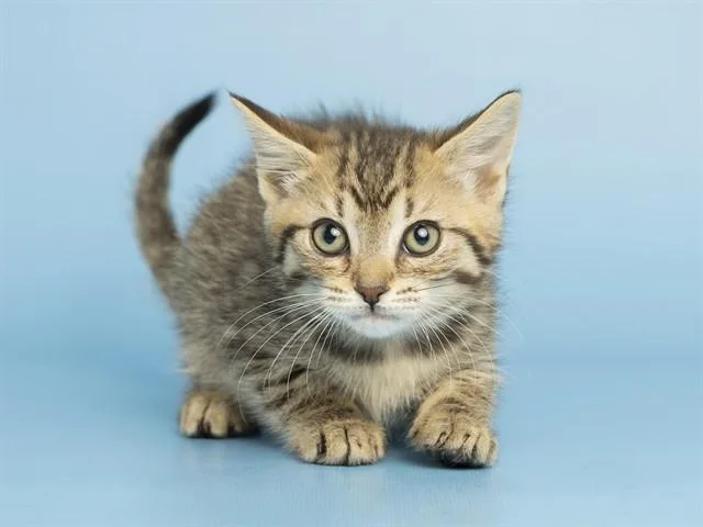 A baby small-sized female Domestic Short Hair cat named Crema for adoption in Phoenix, AZ