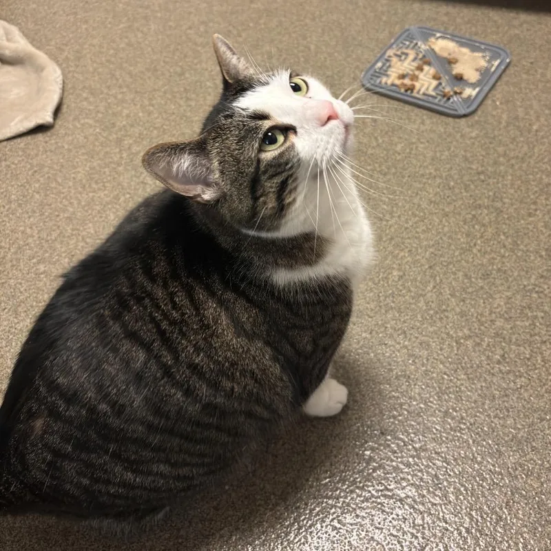 An adult large-sized female Brown / Chocolate Domestic Short Hair cat named Crescent for adoption in Council Bluffs, IA