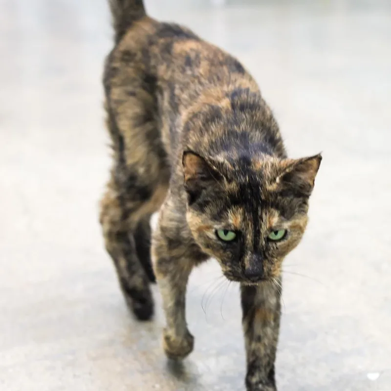 Hermione thumbnail 2