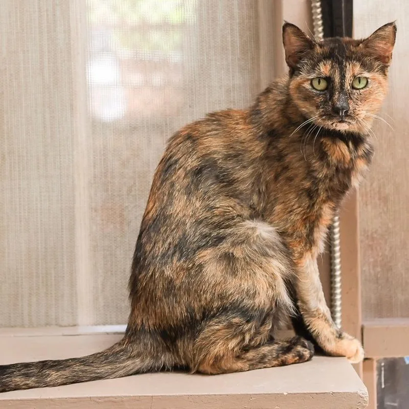 Hermione thumbnail 3