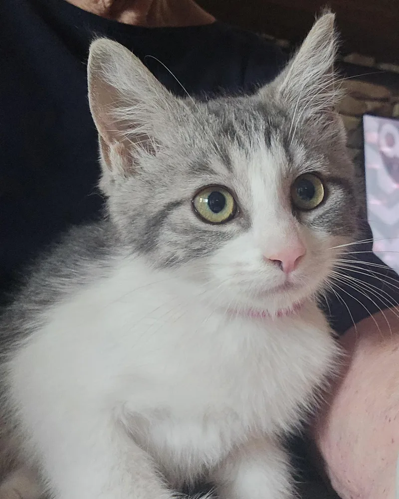 A baby medium-sized female Gray & White Domestic Short Hair cat named Margaux for adoption in Lemoyne, PA