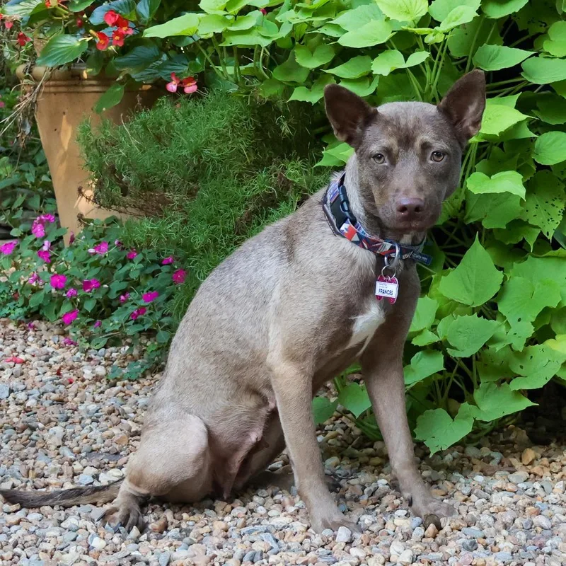 A young medium-sized female Brown / Chocolate Pit Bull Terrier dog named Frances for adoption in Wake Forest, NC