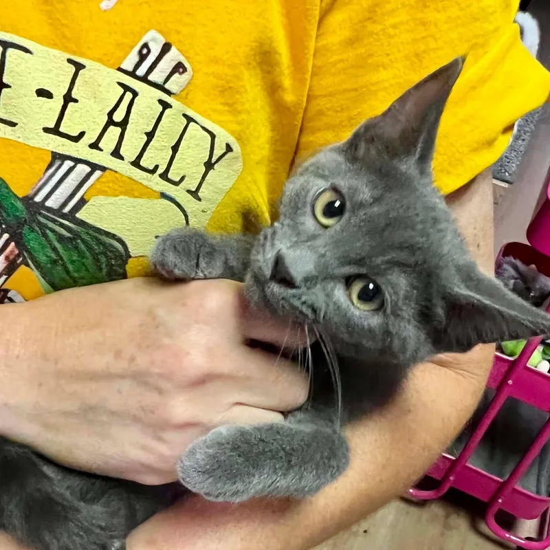 A baby small-sized male Gray / Blue / Silver Domestic Medium Hair cat named Sprout for adoption in Antioch, CA
