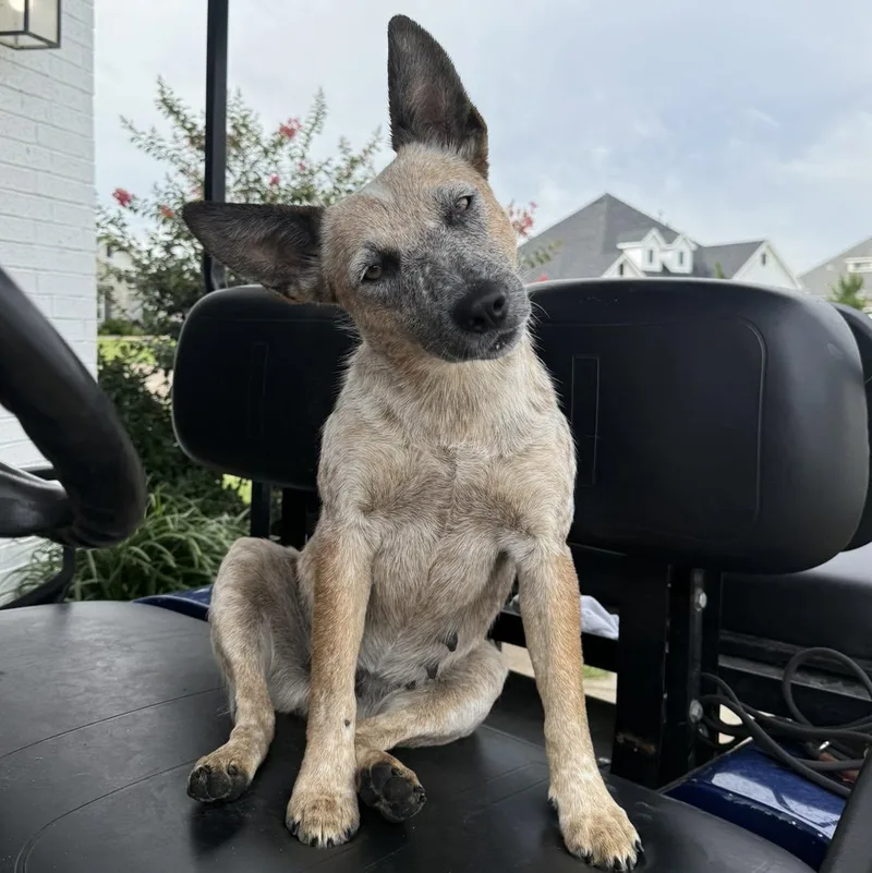 A young medium-sized female Australian Cattle Dog / Blue Heeler dog named Sally for adoption in Houston, TX